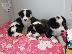 PoulaTo: Κουτάβια Border Collie